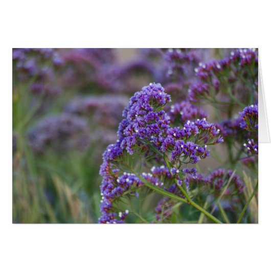 Lavender by the ocean (Front Horizontal)