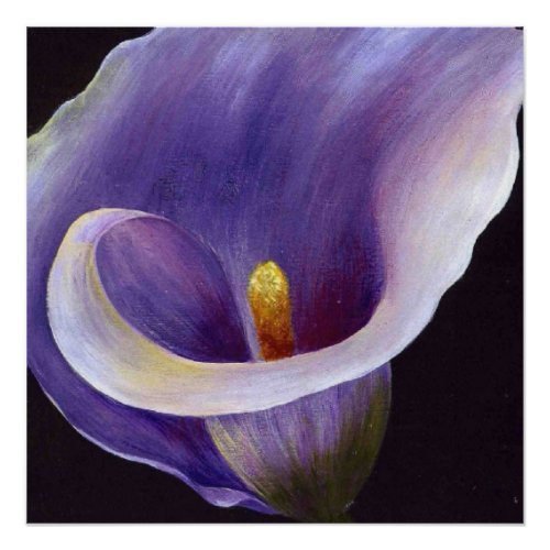 Lavender Calla Lily Poster