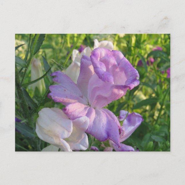 Lavender Campunella Bell Flower Postcard (Front)