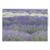 Lavender Card (Front Horizontal)