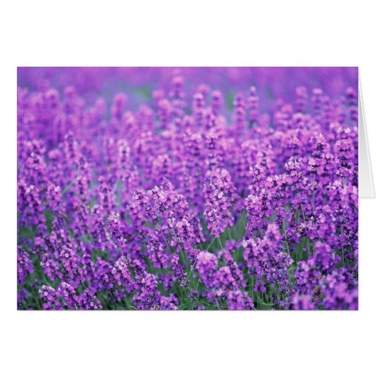 Lavender Cards (Front Horizontal)