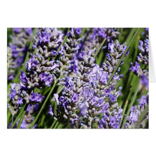 Lavender Cards (Front Horizontal)