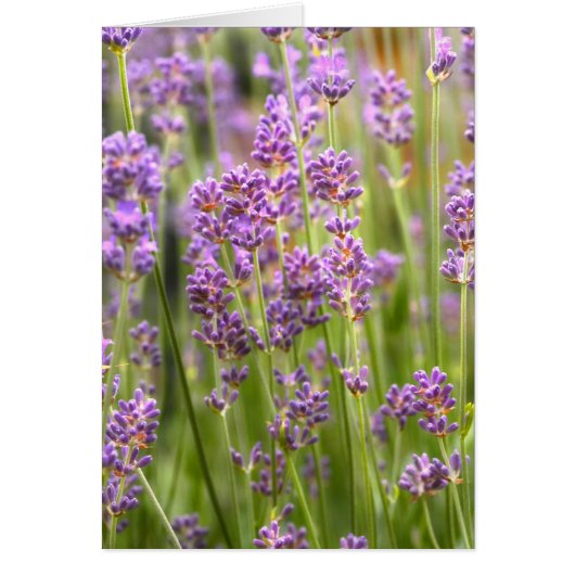 lavender cards (Front)