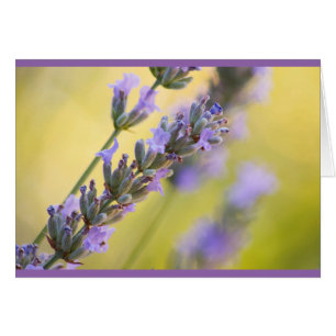 Lavender Cards