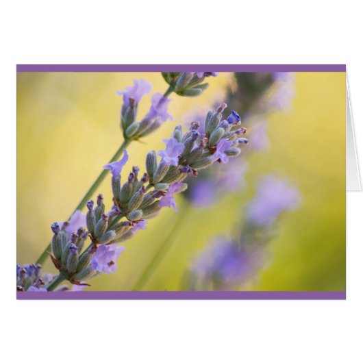 Lavender Cards (Front Horizontal)