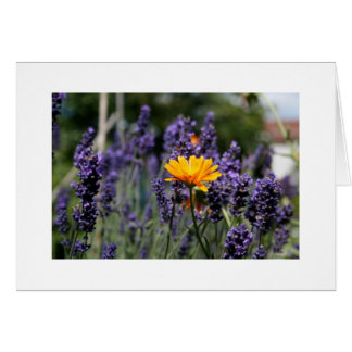 Lavender Cards
