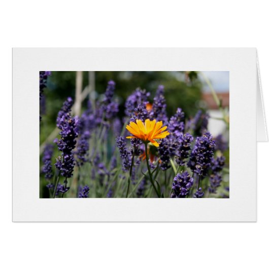 Lavender Cards (Front Horizontal)