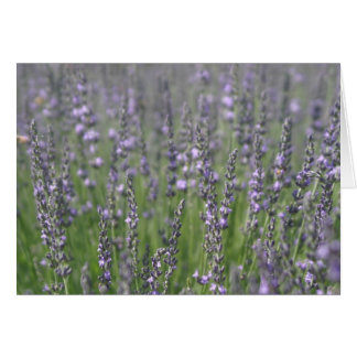 Lavender Cards