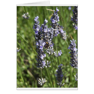 Lavender Cards
