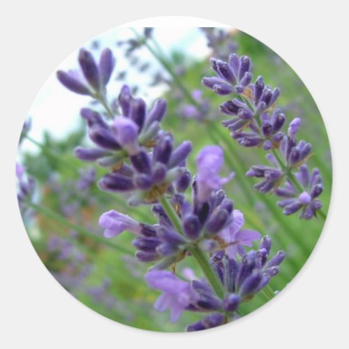 Lavender Classic Round Sticker