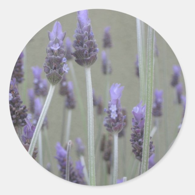 Lavender Classic Round Sticker (Front)