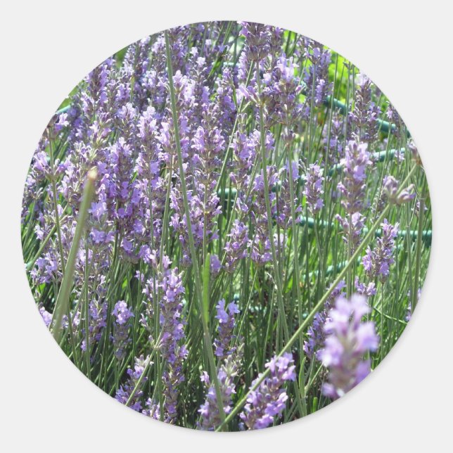 Lavender Classic Round Sticker (Front)