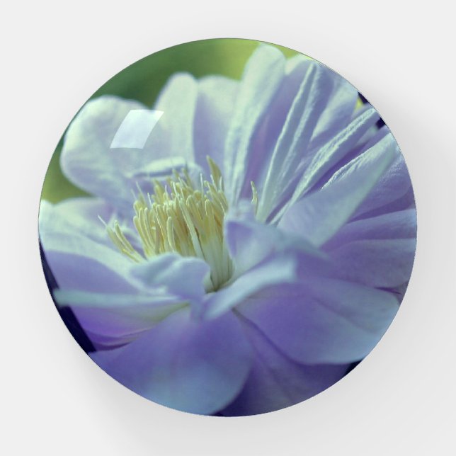Lavender Clematis Flower Nestled In Trellis   Paperweight (Front)