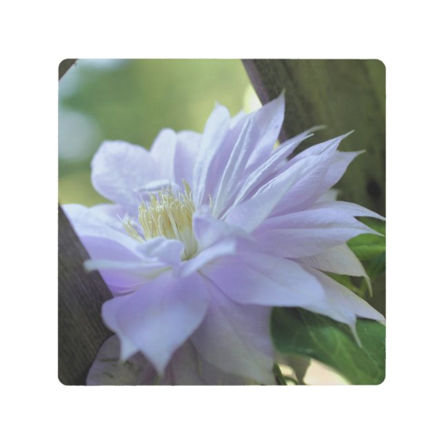 Lavender Clematis Flower On Trellis  Metal Print (Front)