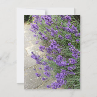 Lavender Close Up DIY Postcard