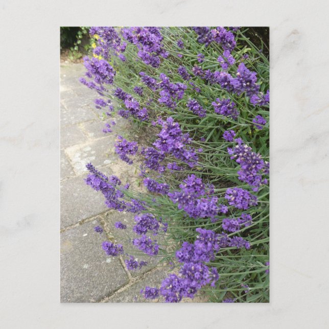 Lavender Close Up DIY Postcard (Front)