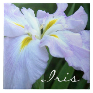 Lavender Colored Iris (photog) Tile