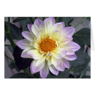Lavender Creme Dahlia Cards