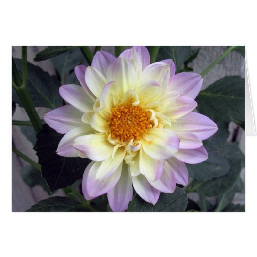 Lavender Creme Dahlia Cards (Front Horizontal)