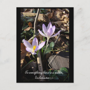 Lavender Crocus Postcard