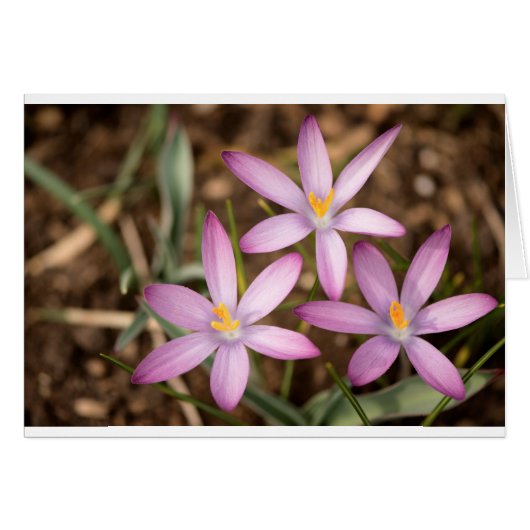 Lavender Crocus Triangle Cards (Front Horizontal)