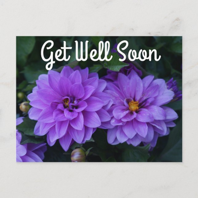 Lavender Dahlia Lilac Get Well Soon Postcard (Front)
