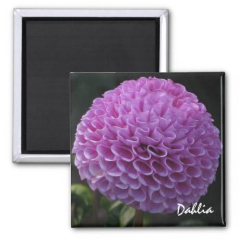 Lavender Dahlia Magnet by ggbythebay at Zazzle