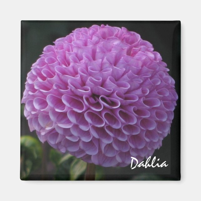 Lavender Dahlia Magnet (Front)