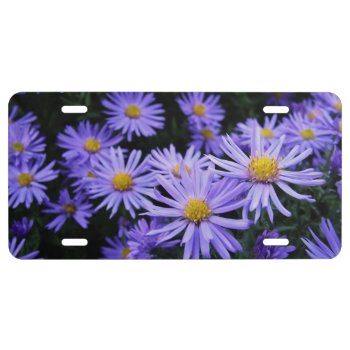 Lavender Daisies License Plate by TheWorldOutside at Zazzle