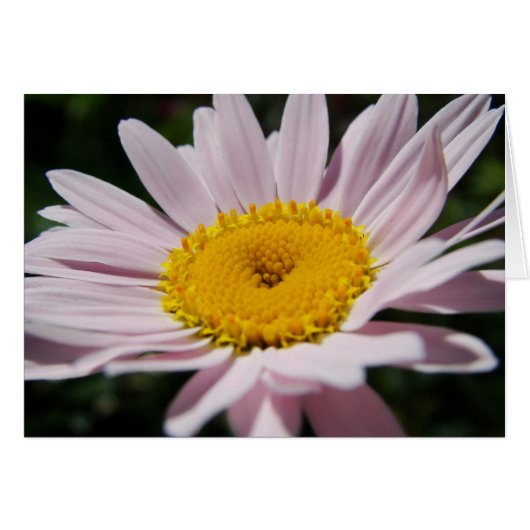Lavender daisy cards (Front Horizontal)