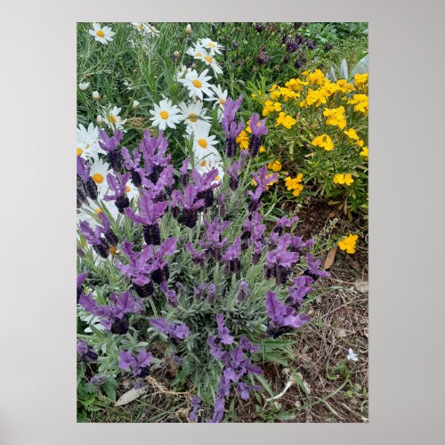 Lavender Daisy Purple Flower Garden Poster