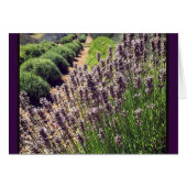Lavender Farm (Front Horizontal)