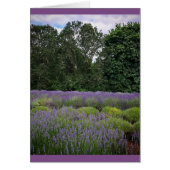 Lavender Farm (Front)