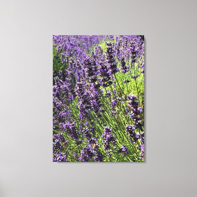 Lavender Farm Canvas Print (Front)