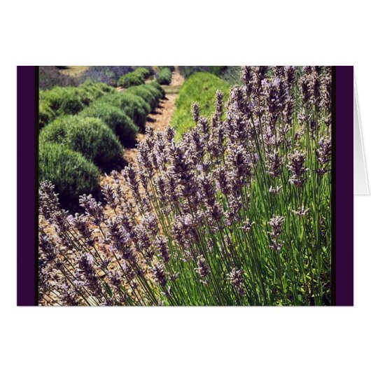 Lavender Farm Cards (Front Horizontal)