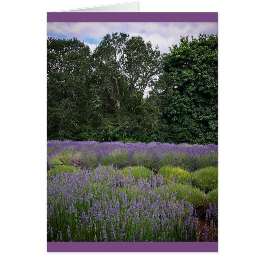 Lavender Farm Cards (Front)