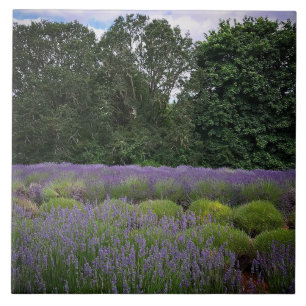 Lavender Farm Ceramic Tile
