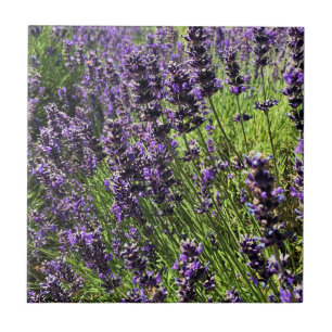 Lavender Farm Ceramic Tile
