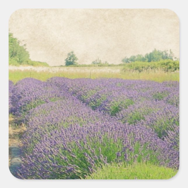 Lavender Farm - Distressed Square Sticker (Front)