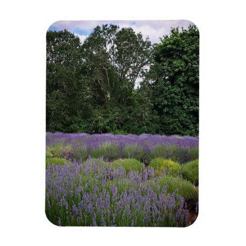 Lavender Farm Magnet