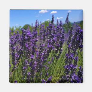 Lavender Farm Magnet