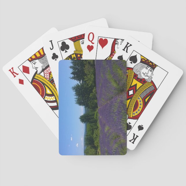 Lavender Farm Poker Cards (Back)