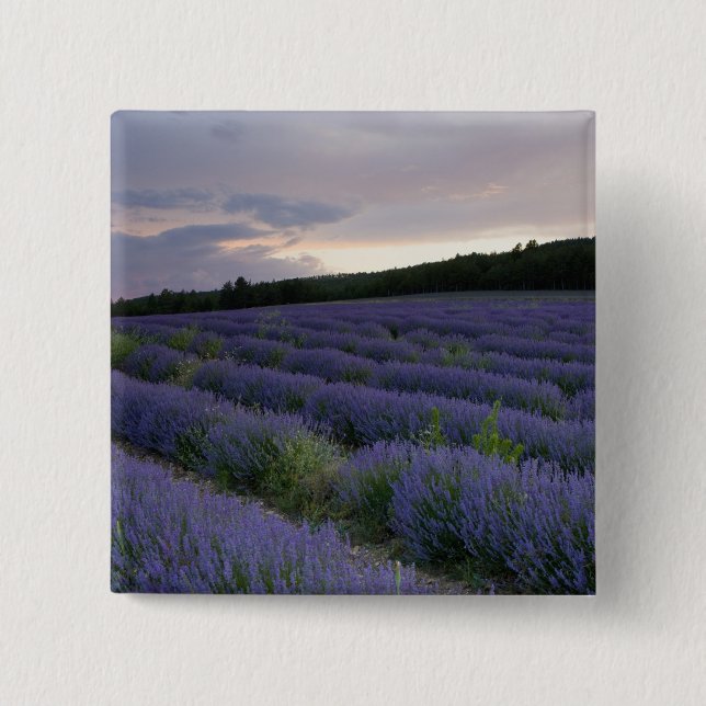 Lavender field at sunset button (Front)