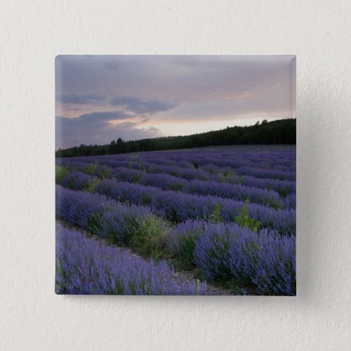 Lavender field at sunset button