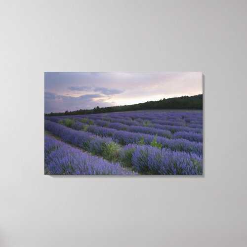 Lavender field at sunset canvas print