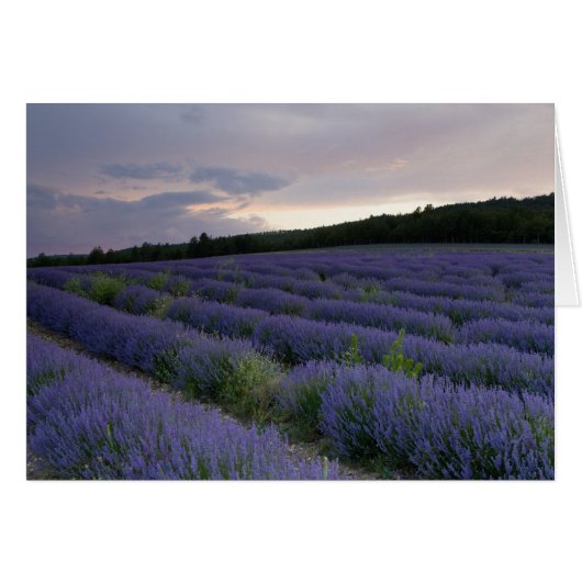 Lavender field at sunset cards (Front Horizontal)