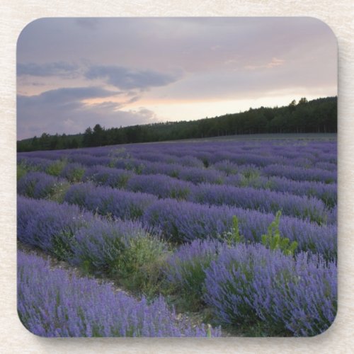 Lavender field at sunset coaster