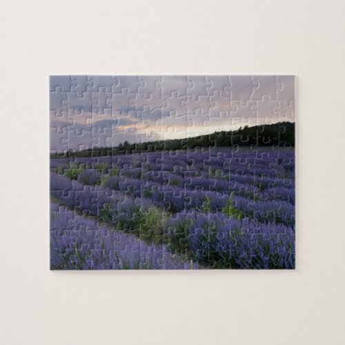 Lavender field at sunset jigsaw puzzle