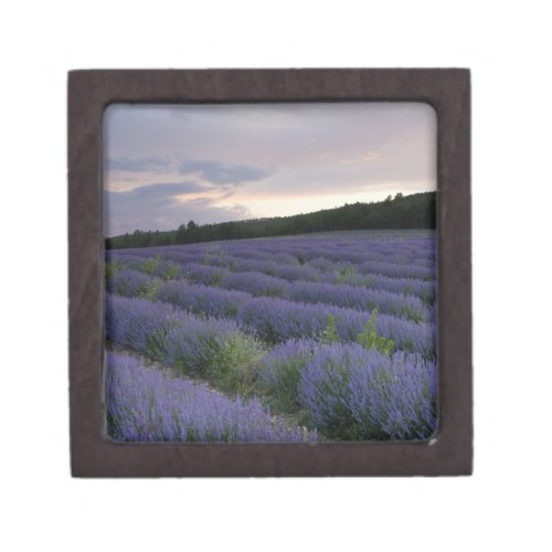 Lavender field at sunset keepsake box