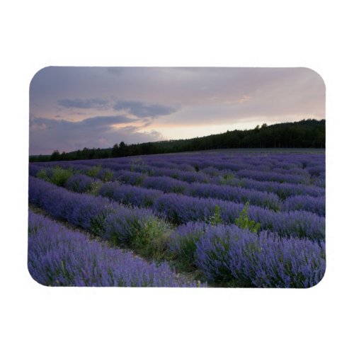 Lavender field at sunset magnet